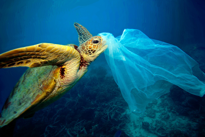 turtle-plastic-bag
